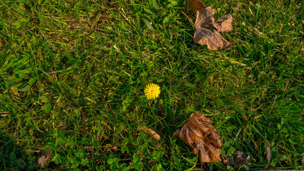 dandelion on green grass on an autumn day