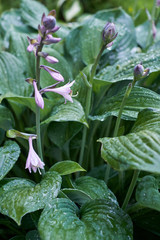 hosta flowers and foliage  in the rain