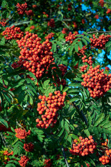 Rowan tree ripe berries close-up