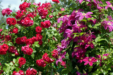 Fototapeta na wymiar Purple clematis and red roses
