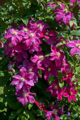 Clematis flowers in full bloom