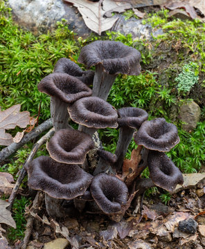 Craterellus cornucopioides edible mushrooms growing in nature. Aka Horn of plenty, black chanterelle, black trumpet etc.