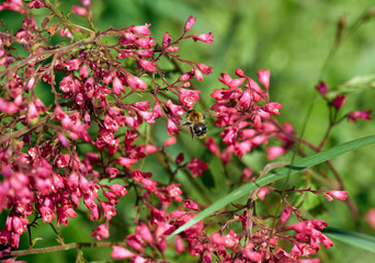 A bee on red heuchera flowers