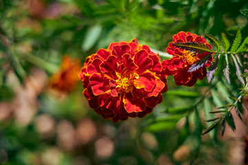 Tagetes flower close-up