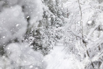 Winter landscape. Forest under the snow. Winter in the park.