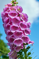 Digitalis flower close-up © Alexander