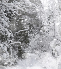 Winter landscape. Forest under the snow. Winter in the park.