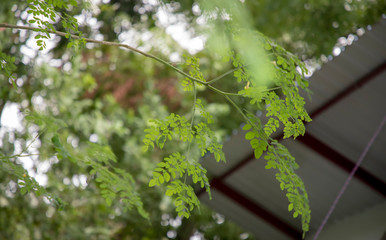 green leaves background in sunny day