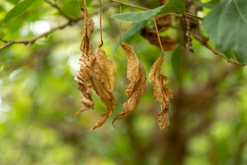 Close up of dried leaves hanging on the branches of trees. a dry leaf hanging on a branch.