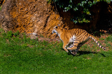 Fototapeta na wymiar a bengal tiger playing in a green meadow