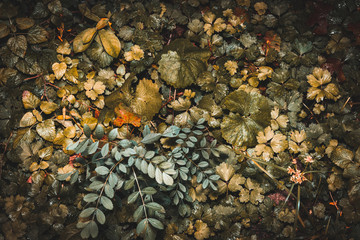 Autumn ochre leaves after rain background.