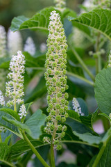 reifende Grüne Kermesbeere mit wachsenden fruchtkörpern