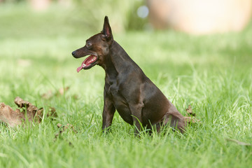Toby juando a la pelota