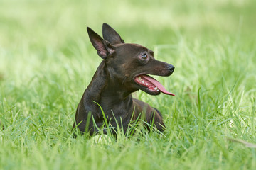 Toby juando a la pelota