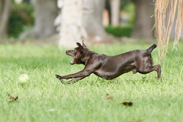 Toby juando a la pelota