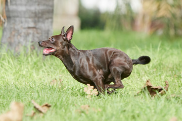 Toby juando a la pelota