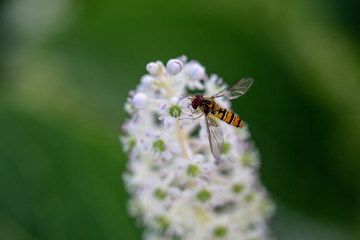 schwebfliege beim pollen sammeln auf einer weißen kermesbeere vor grünem hintergrund