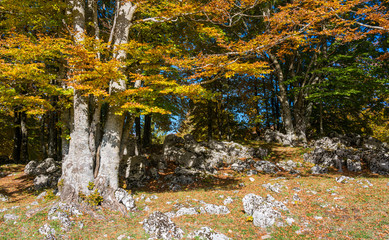 Foliage during autumn season at Monte Livata, Simbruini Mountains, near Subiaco, Lazio, Italy.