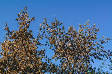 Maple crown without leaves with bunches of seeds against the blue sky.