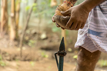 The Traditional Method of Peeling Coconut