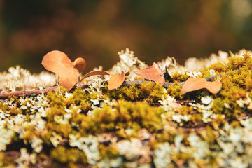 Nature Macro details. Trunk full of lichens with dry creeper leaves typical of autumn. Unfocused background.