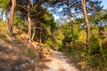 Fototapeta na wymiar Trail in a pine forest. Autumn forest.