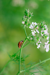 roter marienkäfer auf grünem stängel mit weißen blüten krabbelnd