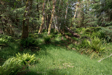 Hoh Rain Forest, located near the Olympic Peninsula in western Washington State, North America. Hall of Mosses trail, American National Park. Protected Rain Forest with Giant Trees