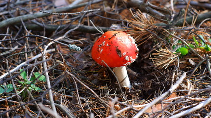 fly agaric