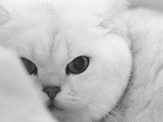 Black and white portrait of a cat