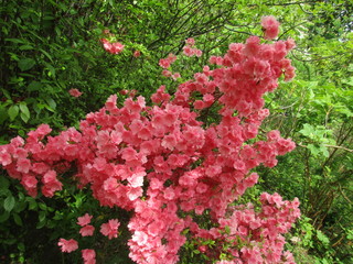 Fototapeta premium Pink Flowers