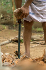 Close-up view of a coconut peeler peeling off the coconut