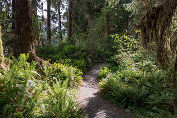 Hoh Rain Forest, located near the Olympic Peninsula in western Washington State, North America. Hall of Mosses trail, American National Park. Protected Rain Forest with Giant Trees