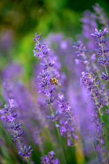 lila Lavendel mit Insekt, Biene, die Nektar oder Pollen holt als Nahrung