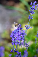 lila Lavendel mit Insekt, Biene, die Nektar oder Pollen holt als Nahrung