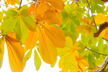 トチノキの紅葉