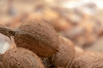Closeup fresh brown coconuts on the ground