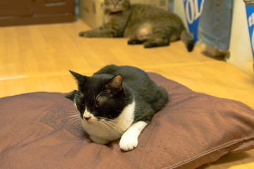 座布団と白黒猫