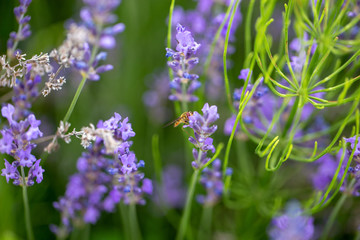 lila Lavendel mit Insekt, Schebfliege, die Nektar oder Pollen holt als Nahrung