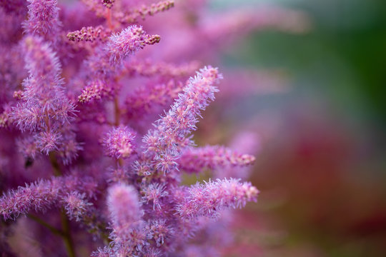 rosa Astilbe im Garten vor unscharfen Hintergrund
