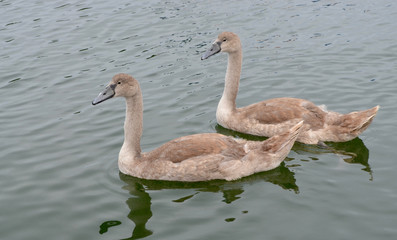 Juvenile mute swans in their dusky grey and brown plumage. 