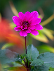 A blossoming pink flower with a long stem and green leaves.