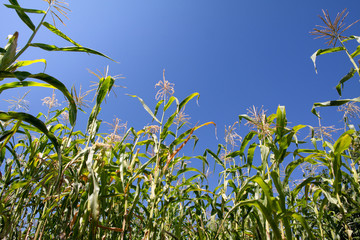 visual and blue sky taken through cornfield