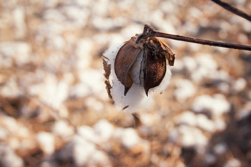 Cotton field, the harvest is ready to harvest.