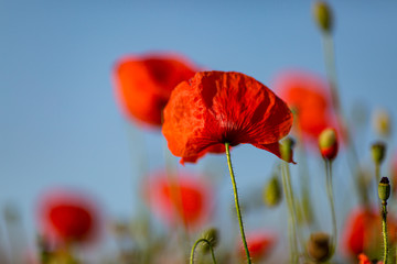 A close up of a vivid red poppy, with a shallow depth of field