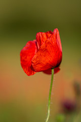 Obraz premium A close up of a vivid red poppy, with a shallow depth of field