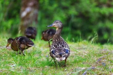 Wild duck with ducklings on the lake among bright green grass