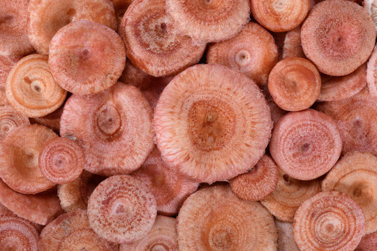 The background of the edible mushrooms (Lactarius torminosus)