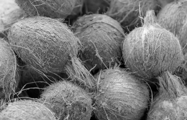 Closeup fresh brown coconuts on the ground