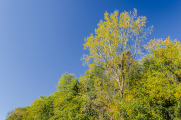 Fall yellow towering tree